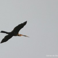 Anhinga melanogaster Pennant, 1769